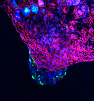 Screen Shot 2018-01-17 at 12.09.09 AM